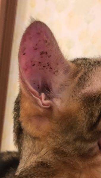 猫の耳について教えてください。 - ２歳のベンガルなんですが急に耳に 