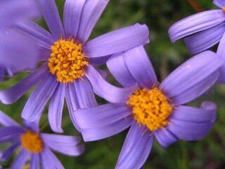 紫マーガレットの花言葉を教えてください ブルーデジーという花です Yahoo 知恵袋