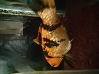 三年ほど前から水槽で飼育を始めた鯉のお腹が膨れてきてます 室内での飼育 Yahoo 知恵袋