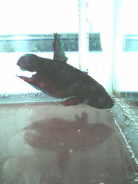 老ベタのエサについて質問です２０１４年１０月 稚魚だったベタ Yahoo 知恵袋