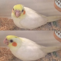 オカメインコの雌がいます さえずりなど殆どといっていい位ありません 呼び鳴 Yahoo 知恵袋