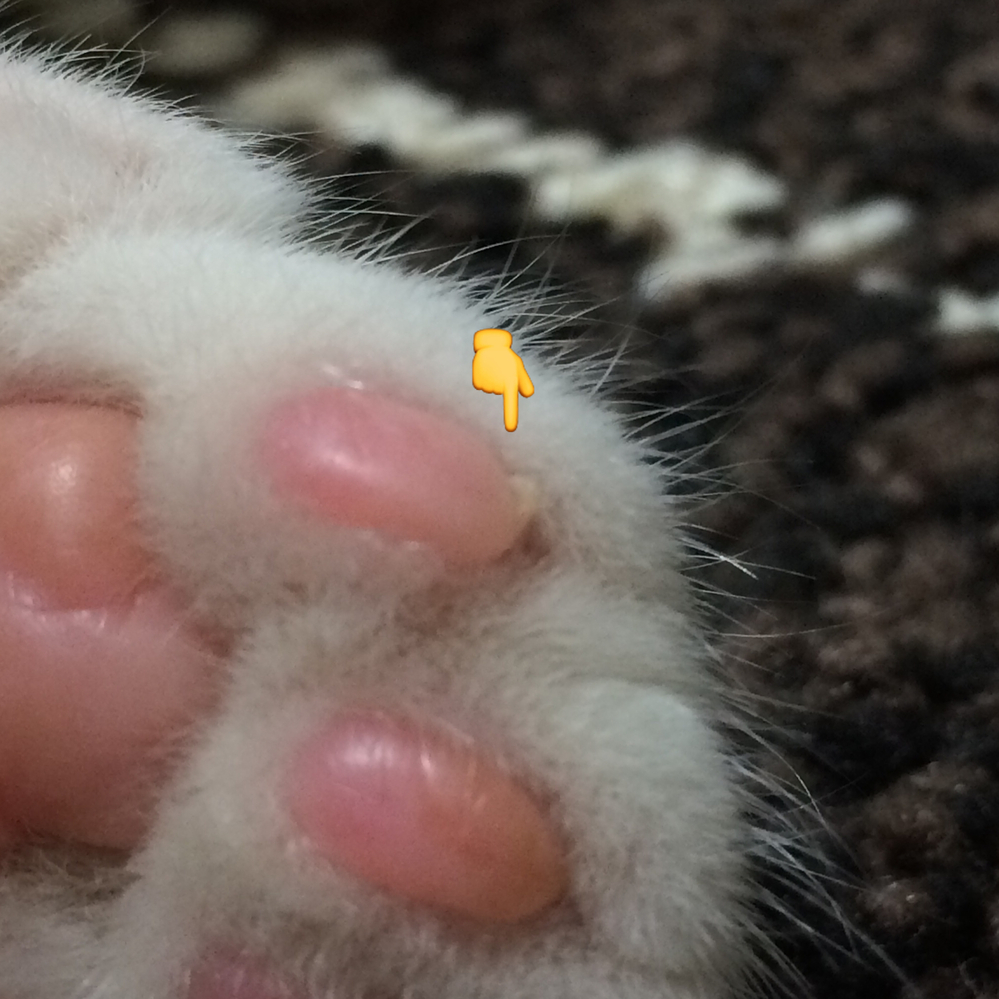 猫肉球怪我？病気？肉球に硬い出っ張りがあります(画像)これは 