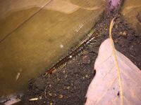 かわいい赤ちゃんムカデを捕まえまして 飼育したいので飼育方法を教えてく Yahoo 知恵袋