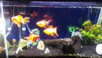 金魚の砂利は何がいいですか 金魚は中性からアルカリ性の水を好むと Yahoo 知恵袋