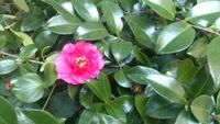 これは何の花でしょうか 椿ですか サザンカの仲間 カン Yahoo 知恵袋