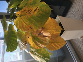 ウンベラータの葉の黄変について助けてください 関東在住です Yahoo 知恵袋