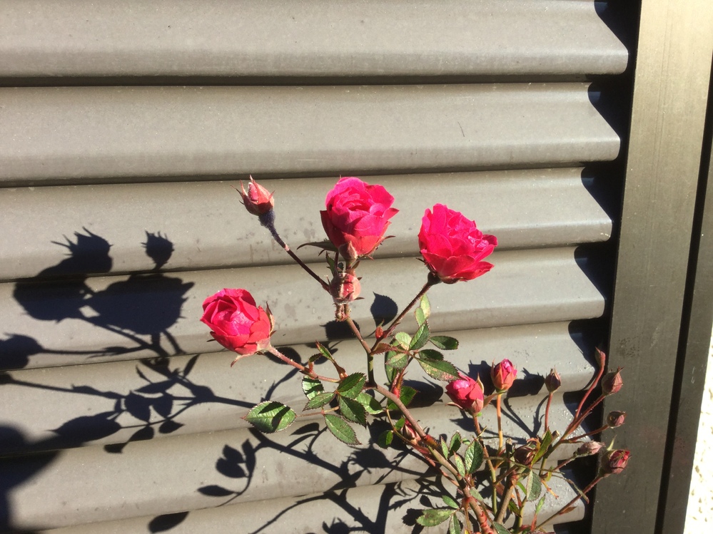 真冬に咲く薔薇の花。これってよくある事ですか？与野の薔薇祭り