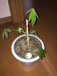 地植えのヤツデを鉢に植えかえた所 半年もたたずして枯れてしまいました Yahoo 知恵袋