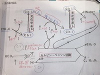 生物の異化について 画像にあるように 光合成で電子伝達によっ Yahoo 知恵袋