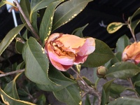 ツバキを11月に植えましたが 花の状況が写真の様になってます Yahoo 知恵袋