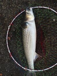 魚 綺麗で食べやすいボラと汚い食べにくいボラの見分け方はありますか Yahoo 知恵袋