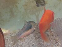 バジスバジスのオススメの餌ってありますか テトラ プランクトンは粒が Yahoo 知恵袋