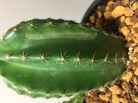 500枚 これはなんですか サボテンに縦線が出てきました りんごが傷ん Yahoo 知恵袋