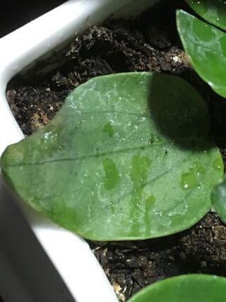 観葉植物にうっすら白い粉が 先日買ってきて植え替え Yahoo 知恵袋