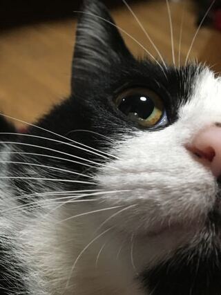 猫 これって目やにですか ゴミですか 目やにといえば粘り気が Yahoo 知恵袋