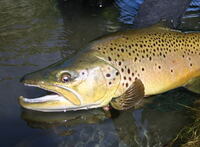 釣り場で喧嘩は良くないですよね 怒鳴ると損ですね 魚に笑われ Yahoo 知恵袋