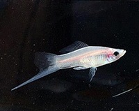 熱帯魚に詳しい方におうかがいします 店頭でこのようなソードテールが売ら Yahoo 知恵袋