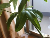 パキラの葉っぱがカールしてる 先月から大事に育てている小さめのパキラな Yahoo 知恵袋