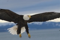 ハクトウワシの写真を探しています この画像のような態勢で飛翔 Yahoo 知恵袋