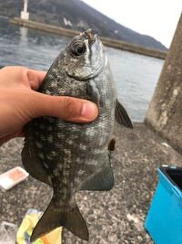 堤防からこのような魚が釣れたのですが この魚はなんでしょうか Yahoo 知恵袋