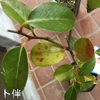 鉢植えの椿の葉が一部茶色くなっているものがあります 病気でしょうか Yahoo 知恵袋