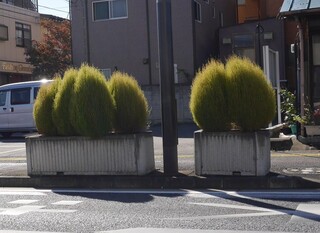 このふわふわした植物の名前は何なのでしょうか このふわふわした Yahoo 知恵袋