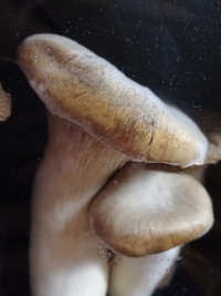 このエリンギ 食べても大丈夫ですか 冷蔵庫から出したエリンギ たしか買っ Yahoo 知恵袋