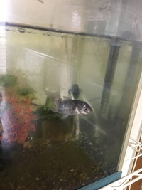 この金魚は奇形ですか 3年前にお祭りですくった金魚です 何か Yahoo 知恵袋