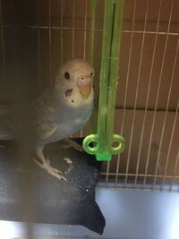 セキセイインコが壁に激突 昨日の夜の出来事なのですがインコが今までに聞いた事の Yahoo 知恵袋