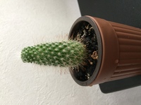 このサボテンの種類を教えてください 下の方の針の先端部分は茶 Yahoo 知恵袋