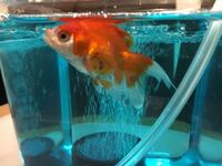 金魚についての質問です家で飼っている金魚がいきなり激しく口をパクパクする Yahoo 知恵袋