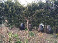 イロハモミジの成長について 一昨年 庭の東面と南西面に2 5m程 Yahoo 知恵袋