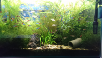 エビは元気だけど魚だけが死んでしまうビオトープについて質問です Yahoo 知恵袋