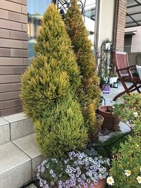 鉢植えのゴールドクレストを庭に植えても平気でしょうか 去年 Yahoo 知恵袋