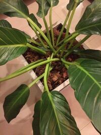 とても気に入っていたバリントニアの葉が全て落ちてしまいました 日当た Yahoo 知恵袋