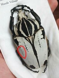 昆虫標本の油染み アセトン処理について ゴライアスハナムグリ Yahoo 知恵袋