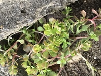 これは雑草 多肉植物 これが庭に植えてるんですが これは雑草 Yahoo 知恵袋