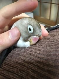 3歳のボタンインコなんですが よく懐いていてすごく可愛いので Yahoo 知恵袋