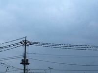 ここ最近家の前の電線に鳥がたくさんとまるようになりました な Yahoo 知恵袋