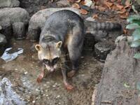 日本の動物園でディンゴの飼育経歴のある動物園はありますか 参考に帝國ノ Yahoo 知恵袋