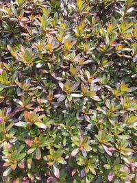 今の時期のサツキってつぼみも何もない状態で大丈夫ですか Yahoo 知恵袋