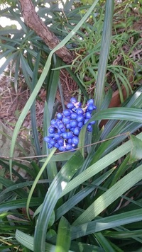 青い実をつけたこの植物の名前は 我が家の庭に生えている植物なのですが種 Yahoo 知恵袋