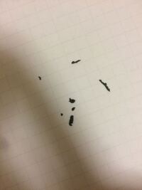 部屋に虫の卵のようなものと黒いカスが出て困ってます 添付画像で見にくいで Yahoo 知恵袋