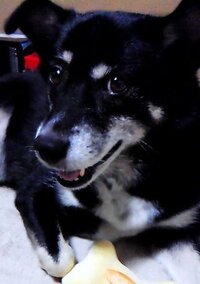 白黒ぶちに小さな黒ごまのような模様の雑種犬を家で飼うことになりました Yahoo 知恵袋