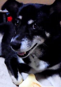 雑種犬 どんな犬種の血が入っているかわかりますか こんばんわ Yahoo 知恵袋