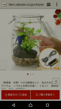 ベタを飼っているのですが 夏はクーラー など必要でしょうか Yahoo 知恵袋