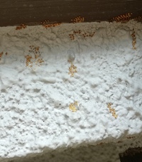 コレは何の虫の卵でしょうか 家の外壁に付いていました 発見したのは Yahoo 知恵袋