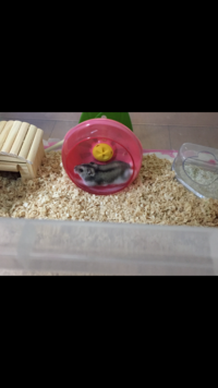 ワンピースのbgmについて初期のころに多分よく使われていたbg Yahoo 知恵袋