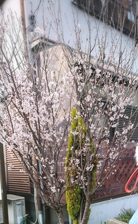 画像の桜。枝が全て上向きの桜なのですが、何という品種か教えて下さい。 ... - Yahoo!知恵袋