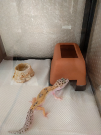 レオパの餌の量と頻度について まだ生後1年経ってないくらいのレオパ Yahoo 知恵袋